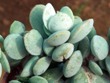 Adromischus_leucophyllus